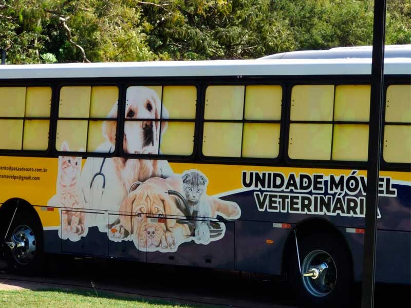Mutirão gratuito castra 104 animais